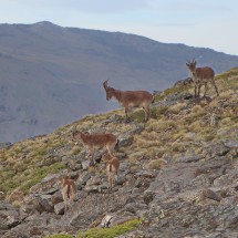 Ibex close to our overnight parking place Hoya de la Mora in the Sierra Nevada at 2506 meters sea-level
